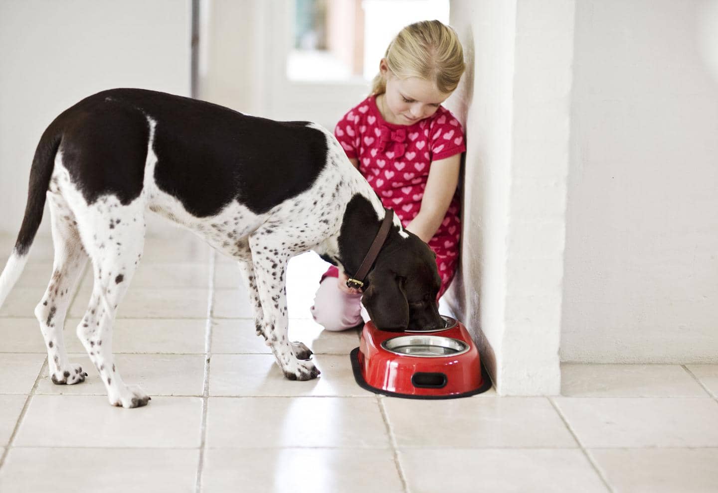 Hundeforsikring