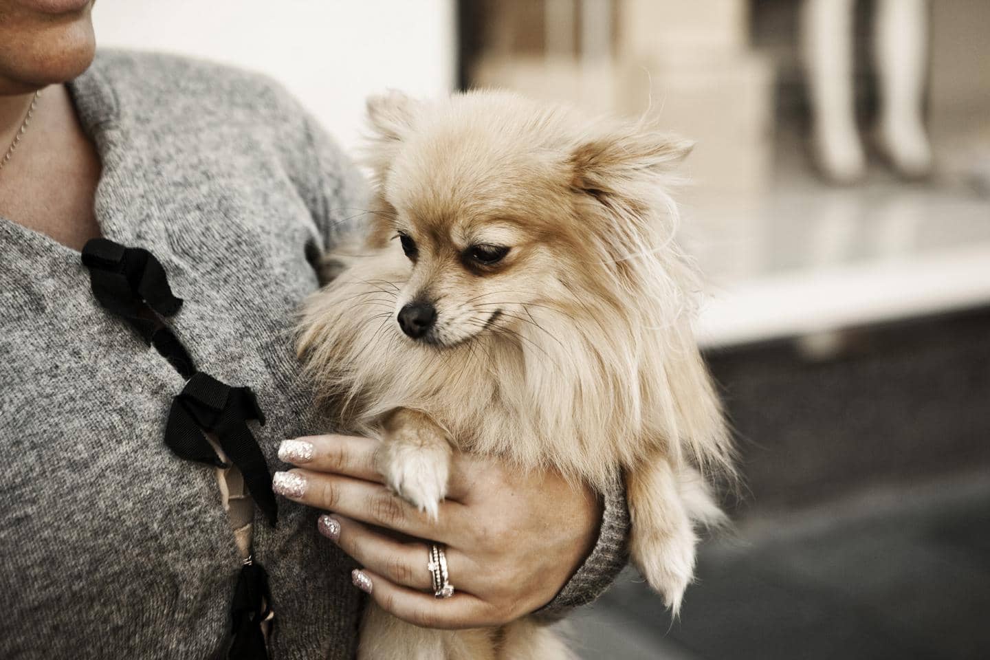 Hvilke forsikringer skal man have når man får hund